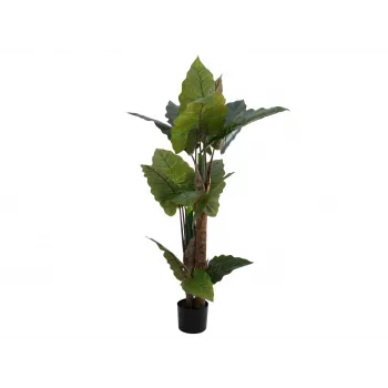 EUROPALMS alocasia tekokasvi, 140 cm, vihreä, musta ruukku 82508464