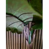 EUROPALMS alocasia tekokasvi, 140 cm, vihreä, musta ruukku 82508464