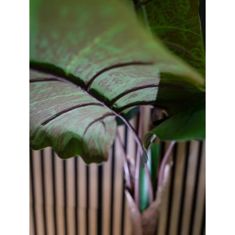 EUROPALMS alocasia tekokasvi, 140 cm, vihreä, musta ruukku 82508464