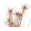 EUROPALMS Sunny-Gras tekonurmikasvi, 120 cm, vihreä mustalla ruukulla 82600172
