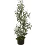 EUROPALMS keinotekoinen oliivipuu, 90 cm 82506422