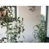 EUROPALMS keinotekoinen oliivipuu, 90 cm 82506422
