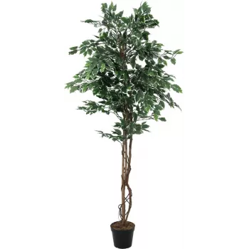 EUROPALMS hopeafiikus Benjamina tekokasvi, 180 cm 82506116