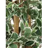 EUROPALMS hopeafiikus Benjamina tekokasvi, 180 cm 82506116