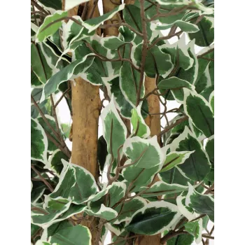 EUROPALMS hopeafiikus Benjamina tekokasvi, 180 cm 82506116