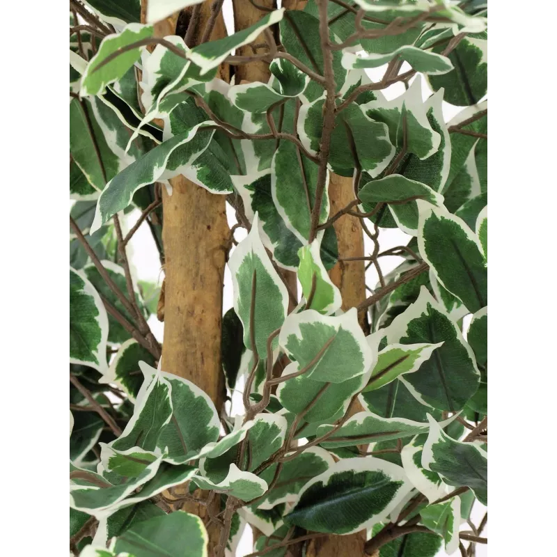 EUROPALMS hopeafiikus Benjamina tekokasvi, 180 cm 82506116