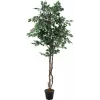 EUROPALMS hopeafiikus Benjamina tekokasvi, 180 cm 82506116