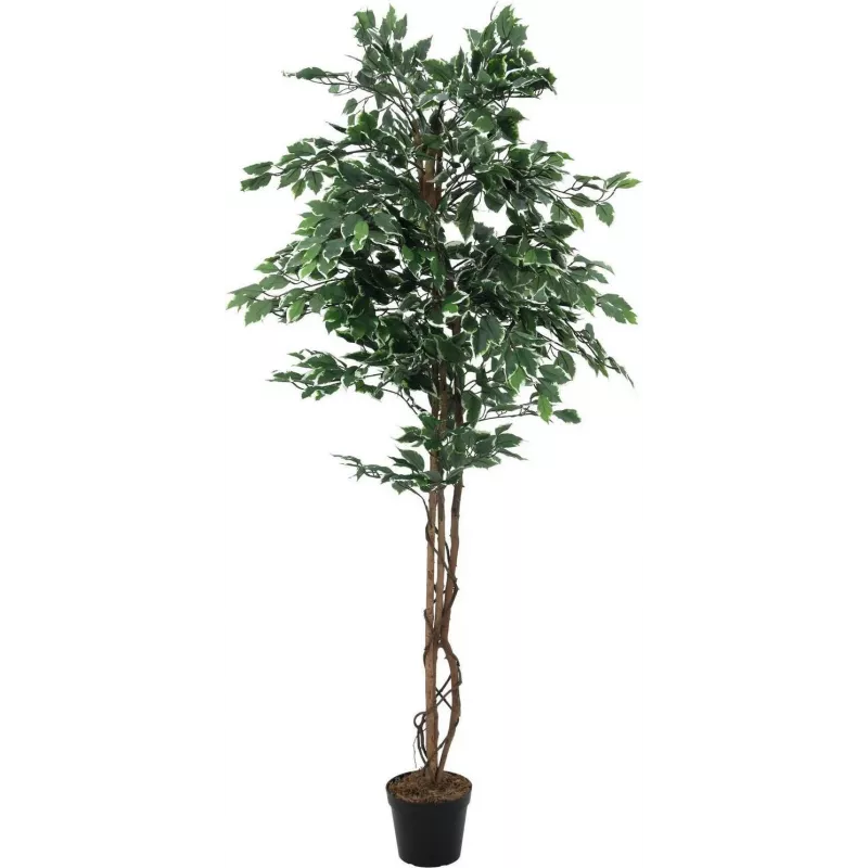 EUROPALMS hopeafiikus Benjamina tekokasvi, 180 cm 82506116