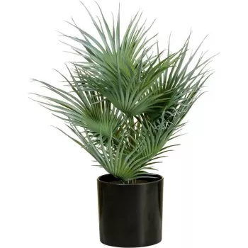 EUROPALMS tekokasvi viuhkopalmu ruukussa, 55 cm 82509401