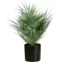 EUROPALMS tekokasvi viuhkopalmu ruukussa, 55 cm 82509401
