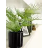EUROPALMS tekokasvi viuhkopalmu ruukussa, 55 cm 82509401
