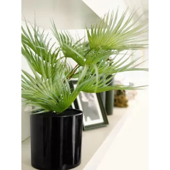 EUROPALMS tekokasvi viuhkopalmu ruukussa, 55 cm 82509401