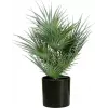 EUROPALMS tekokasvi viuhkopalmu ruukussa, 55 cm 82509401