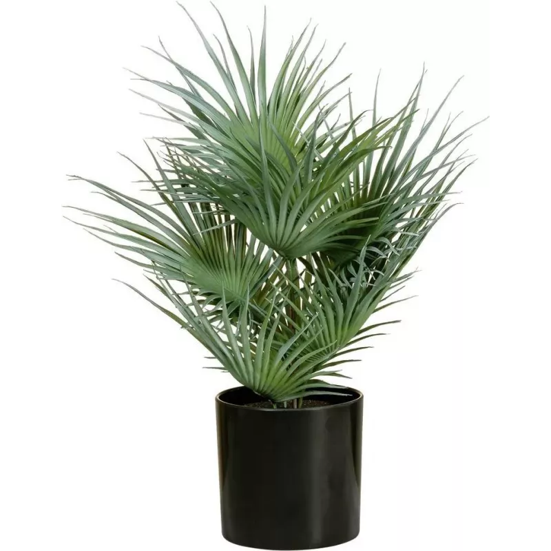 EUROPALMS tekokasvi viuhkopalmu ruukussa, 55 cm 82509401