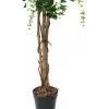 EUROPALMS Goldregen tekokasvi, valkoinen, 150 cm (82507105)