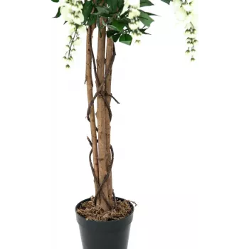 EUROPALMS Goldregen tekokasvi, valkoinen, 150 cm (82507105)