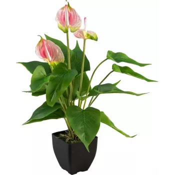 EUROPALMS tekokasvi anthurium, valkoinen-pinkki 82540348