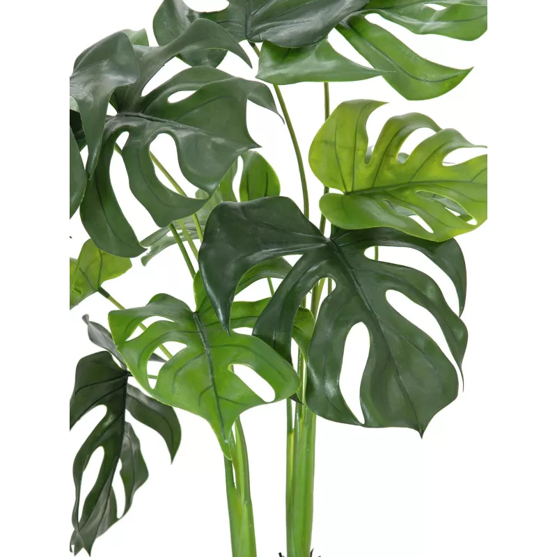 EUROPALMS Monstera deliciosa tekokasvi, 90 cm 82600220