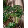 EUROPALMS Monstera deliciosa tekokasvi, 90 cm 82600220