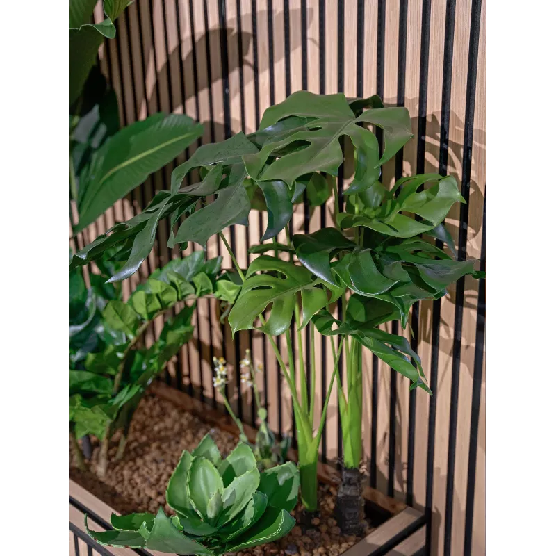 EUROPALMS Monstera deliciosa tekokasvi, 90 cm 82600220