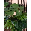 EUROPALMS Monstera deliciosa tekokasvi, 90 cm 82600220