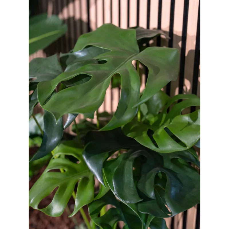 EUROPALMS Monstera deliciosa tekokasvi, 90 cm 82600220