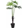 EUROPALMS Split-Leaf Philodendron tekokasvi, 120 cm 82600222