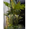 EUROPALMS Split-Leaf Philodendron tekokasvi, 120 cm 82600222