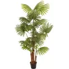 EUROPALMS keinotekoinen viuhkopalmu, 165 cm 82509305