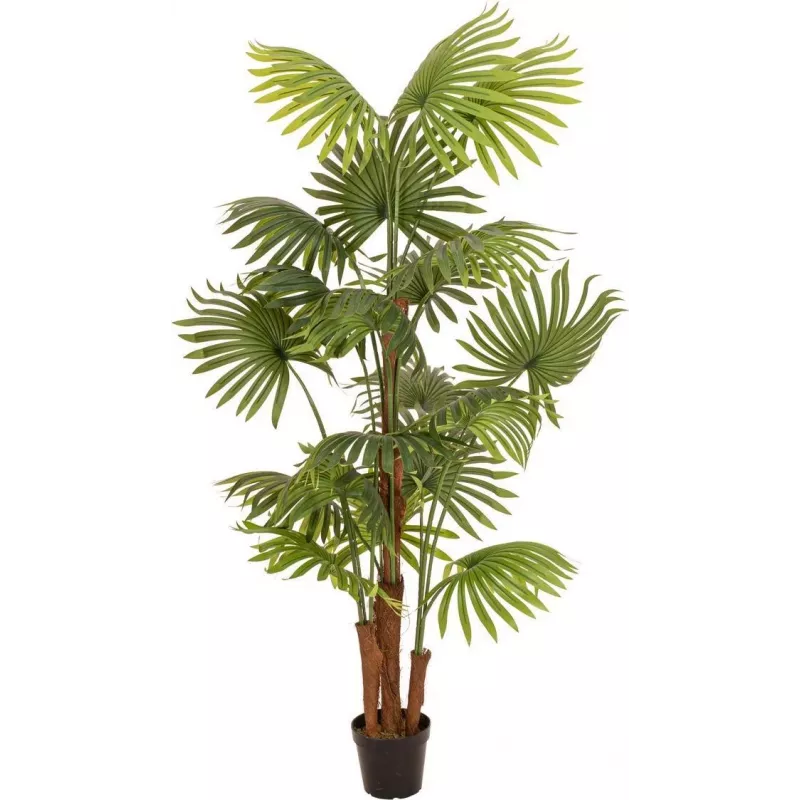 EUROPALMS keinotekoinen viuhkopalmu, 165 cm 82509305
