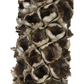 EUROPALMS Cacho Coco keinotekoinen kookospalmu, 120-190 cm, aito puurunko, 12 lehteä, sisäkäyttöön 83502349