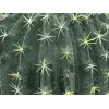 EUROPALMS keinotekoinen pallokaktus, 34 cm 82600063