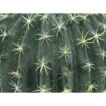 EUROPALMS keinotekoinen pallokaktus, 34 cm 82600063