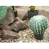 EUROPALMS keinotekoinen pallokaktus, 34 cm 82600063