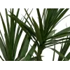 EUROPALMS Dracena tekokasvi, vihreä, 170 cm 82505799