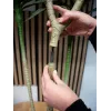 EUROPALMS Dracena tekokasvi, vihreä, 170 cm 82505799