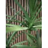 EUROPALMS Dracena tekokasvi, vihreä, 170 cm 82505799