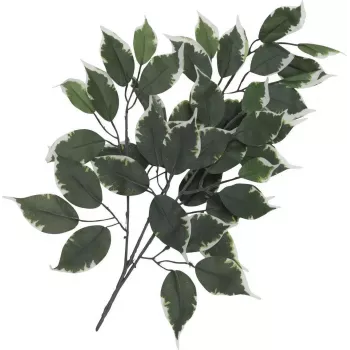 EUROPALMS tekokasvi Ficus-oksa, 12 kpl:n pakkaus 82506100