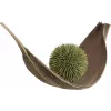 EUROPALMS mehikasvi-pallo (EVA), tekokasvi, vihreä, 20cm 82531071