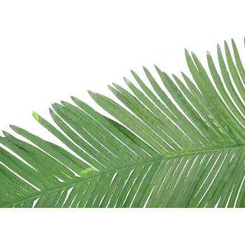 EUROPALMS keinotekoinen kookoksen kuningaspalmun lehdykkä, 180 cm 82509847