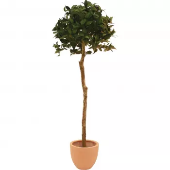 EUROPALMS keinotekoinen laakeripuupallo, 180 cm 82506946