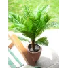 EUROPALMS Cycas-palmu tekokasvi, 70 cm 82509604