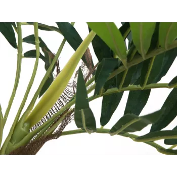 EUROPALMS tekokasvi palmu, 150 cm 82509495