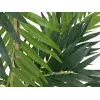 EUROPALMS tekokasvi palmu, 150 cm 82509495