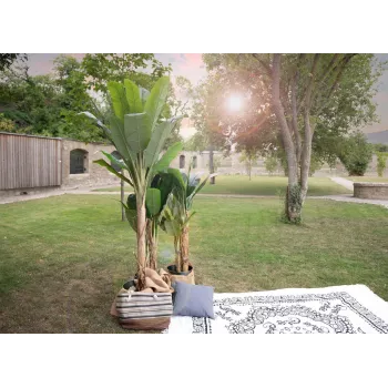 EUROPALMS keinotekoinen banaanipuu, 210 cm 82509507