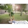 EUROPALMS keinotekoinen banaanipuu, 210 cm 82509507