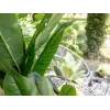 EUROPALMS keinotekoinen banaanipuu, 210 cm 82509507
