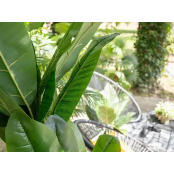 EUROPALMS keinotekoinen banaanipuu, 210 cm 82509507