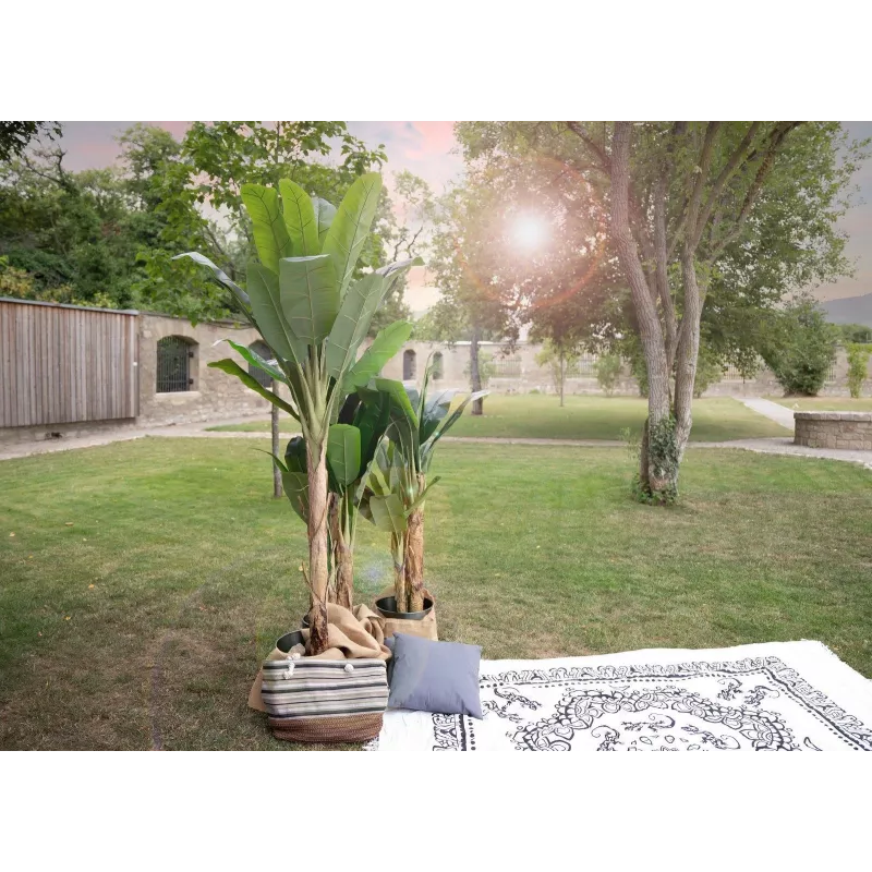 EUROPALMS keinotekoinen banaanipuu, 210 cm 82509507