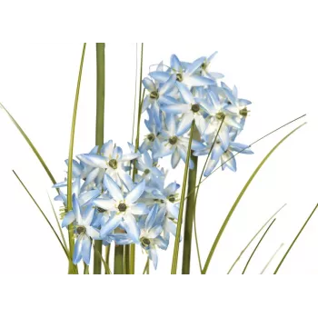 EUROPALMS Allium-koristekasvi, sininen, 120 cm 82600168